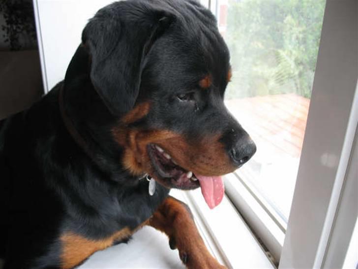 Rottweiler Basse - Hvad er det her for noget? billede 15