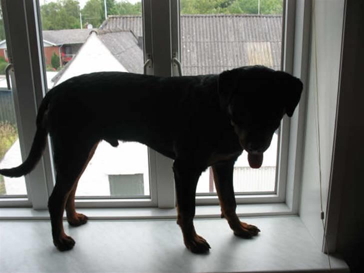 Rottweiler Basse - Vindues hunden Basse billede 16