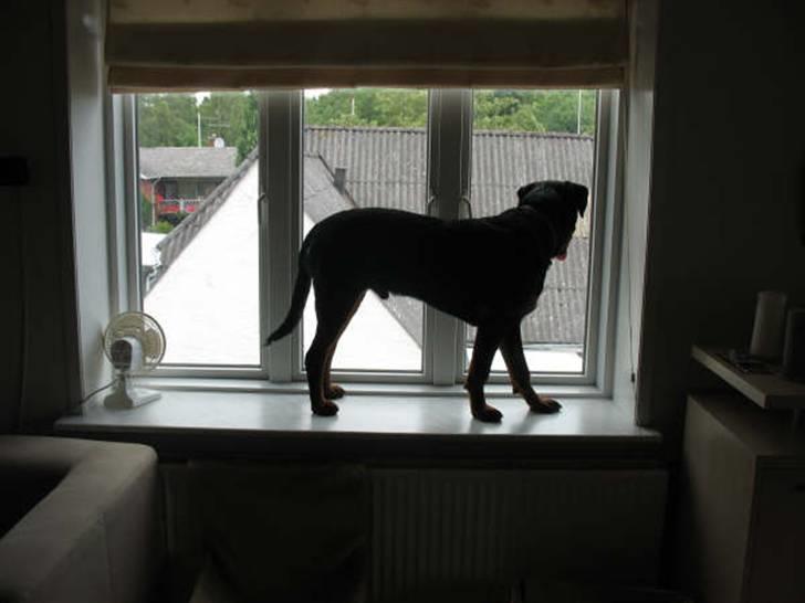 Rottweiler Basse - Ser ud over verden billede 17