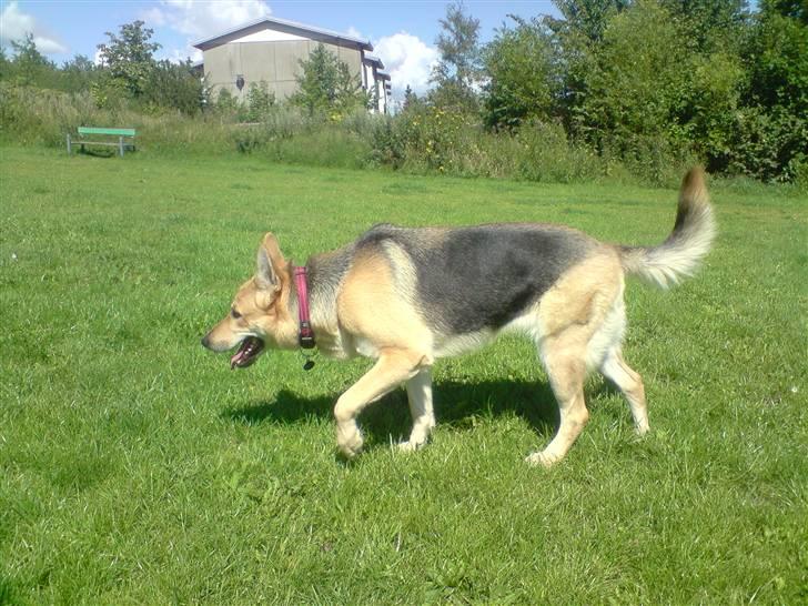 Schæferhund aika billede 12