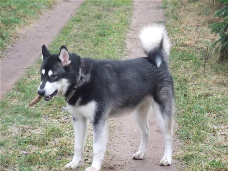 Alaskan malamute Helios - 8 månder 35 kg 66 cm til skulder flot ikke billede 1