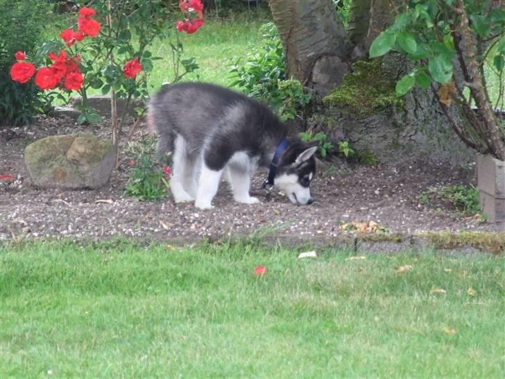 Alaskan malamute Helios - På eventyr i haven billede 2