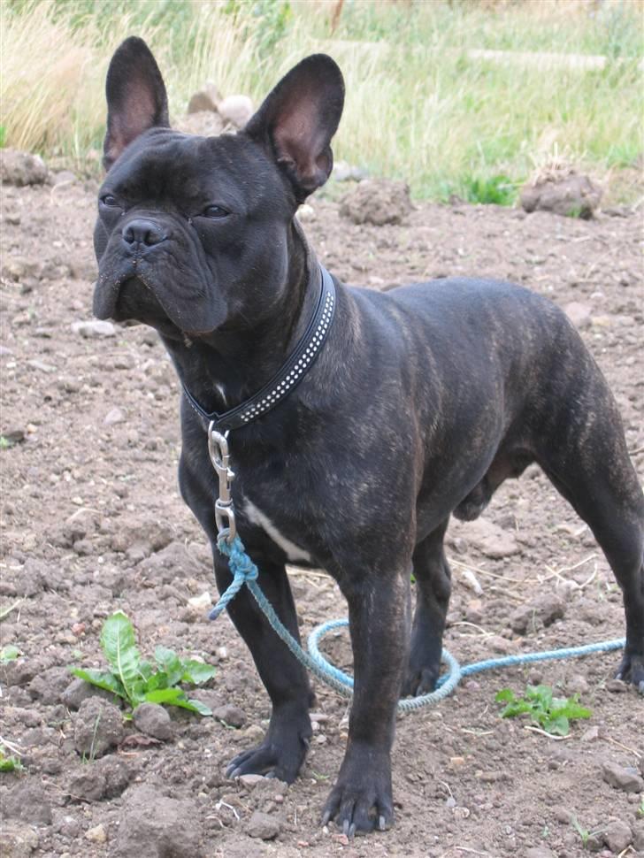 Fransk bulldog Arnold billede 1