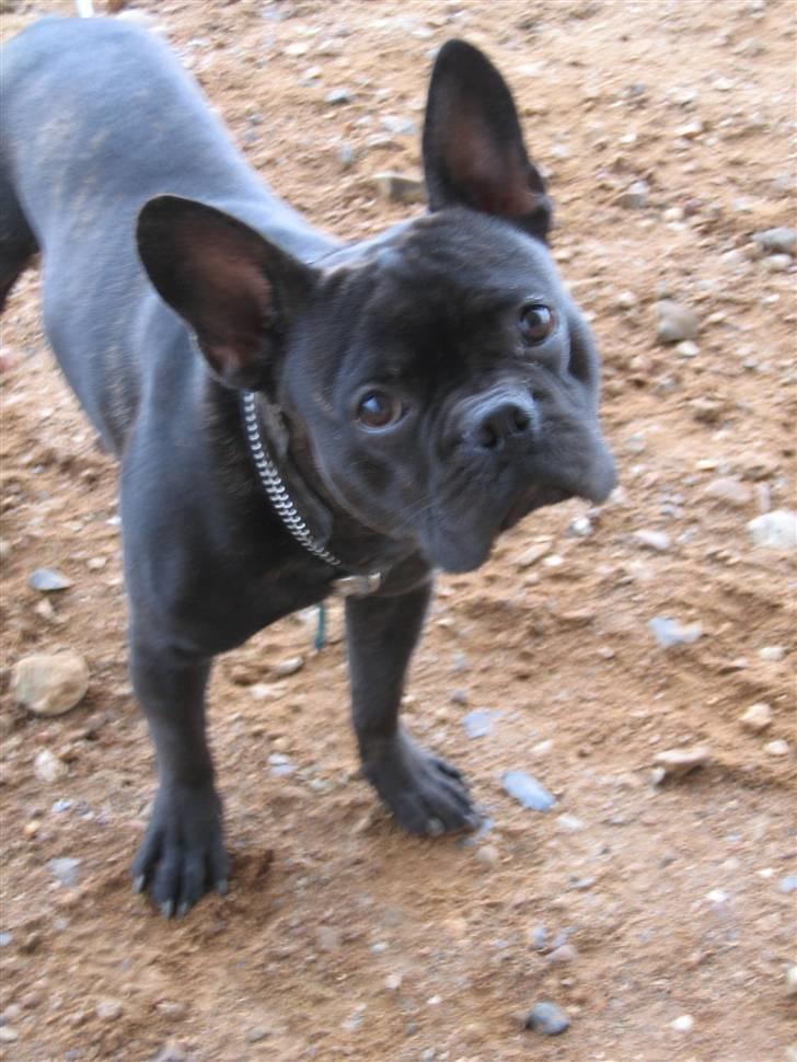 Fransk bulldog Arnold billede 2