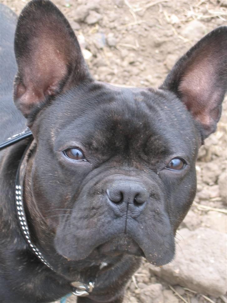 Fransk bulldog Arnold billede 3