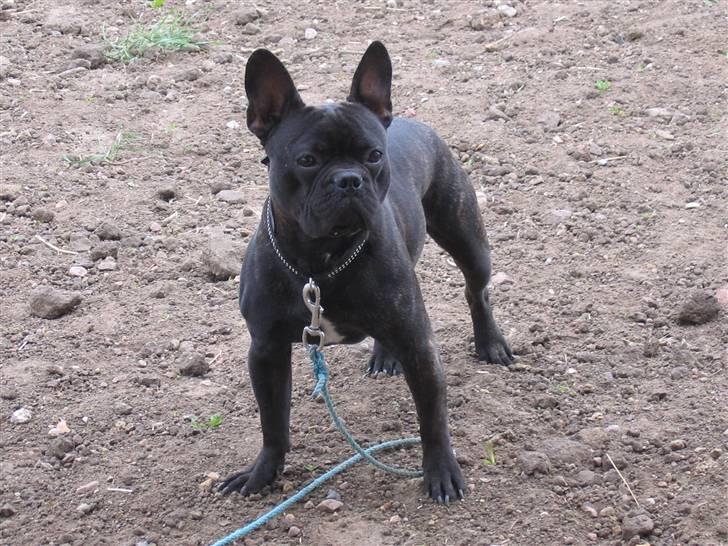 Fransk bulldog Arnold billede 4