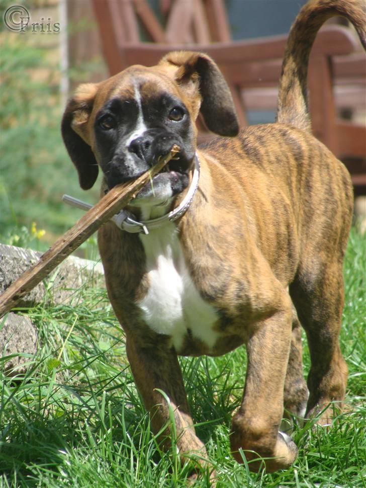 Boxer Coco Chanel billede 13