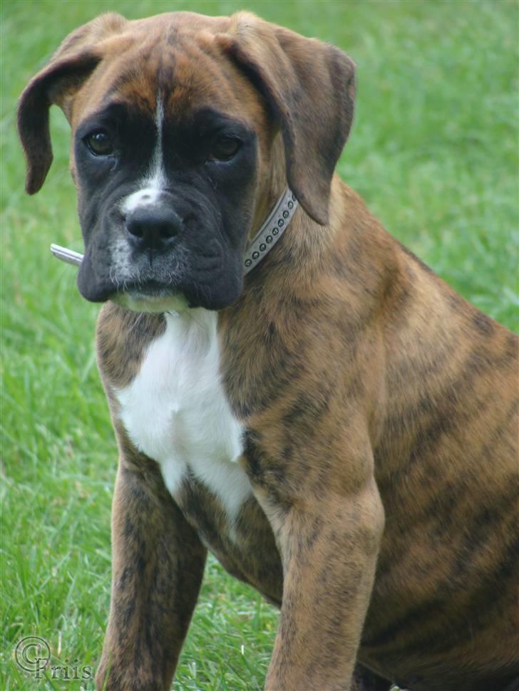 Boxer Coco Chanel - lille coco =) billede 14