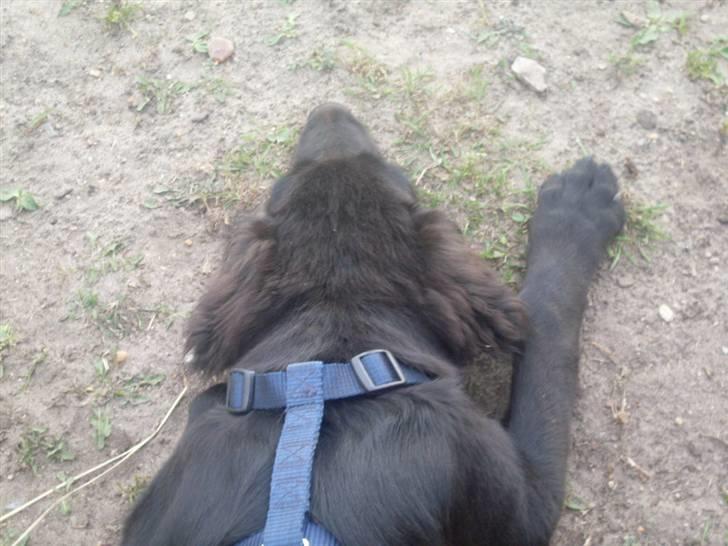 Blanding af racer Gustav billede 4