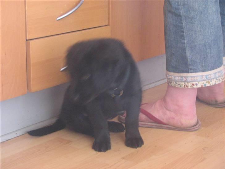 Blanding af racer Gustav billede 5