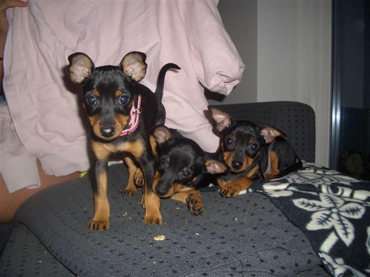 Dvaergpinscher Diva<3 30 april billede 10