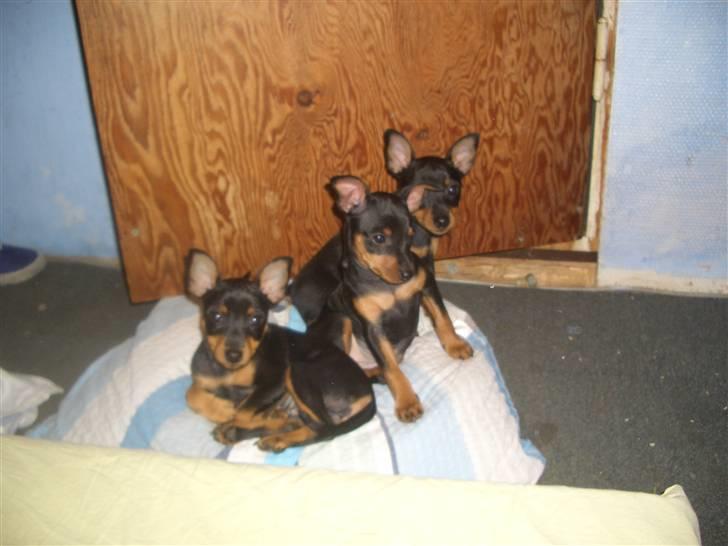 Dvaergpinscher Diva<3 30 april billede 11