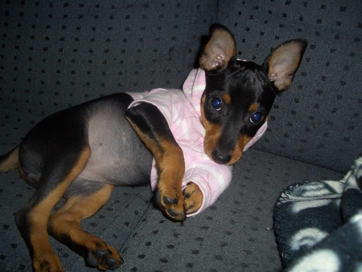 Dvaergpinscher Diva<3 30 april billede 12