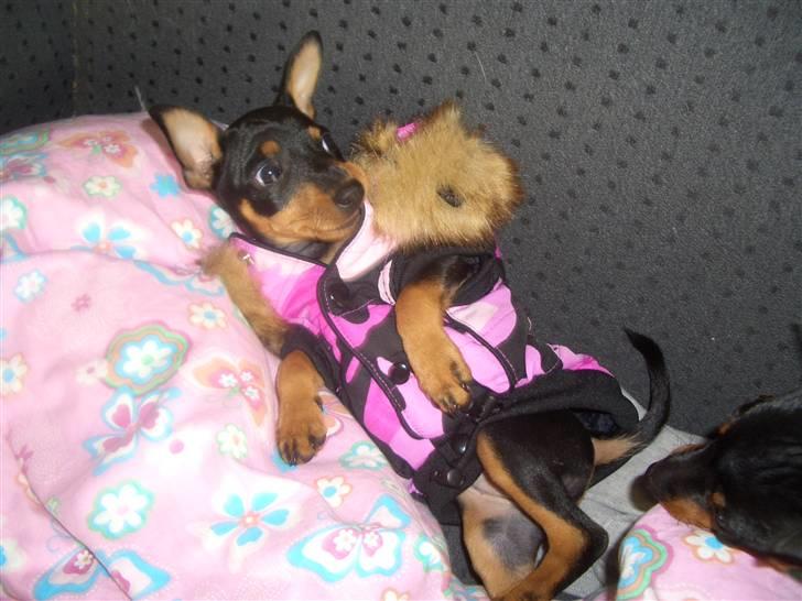 Dvaergpinscher Diva<3 30 april billede 13