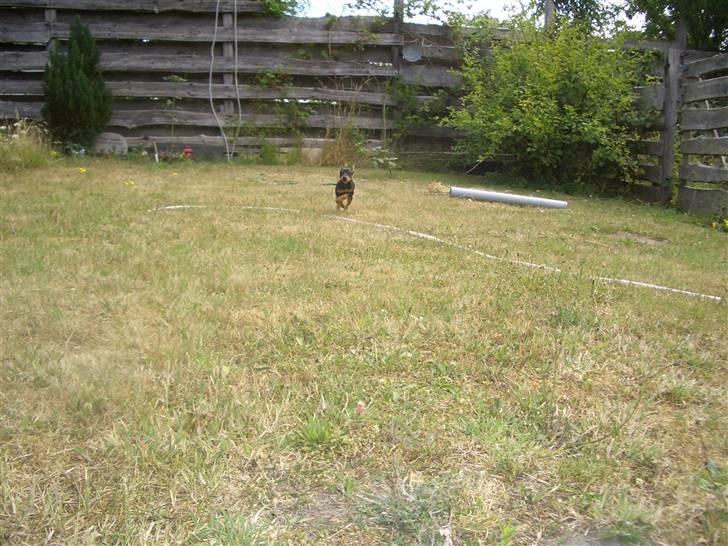 Dvaergpinscher Diva<3 30 april billede 14