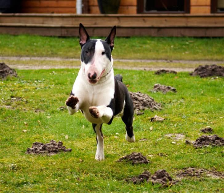 Bullterrier Jazz - I fuld firspring efter en bold. billede 8