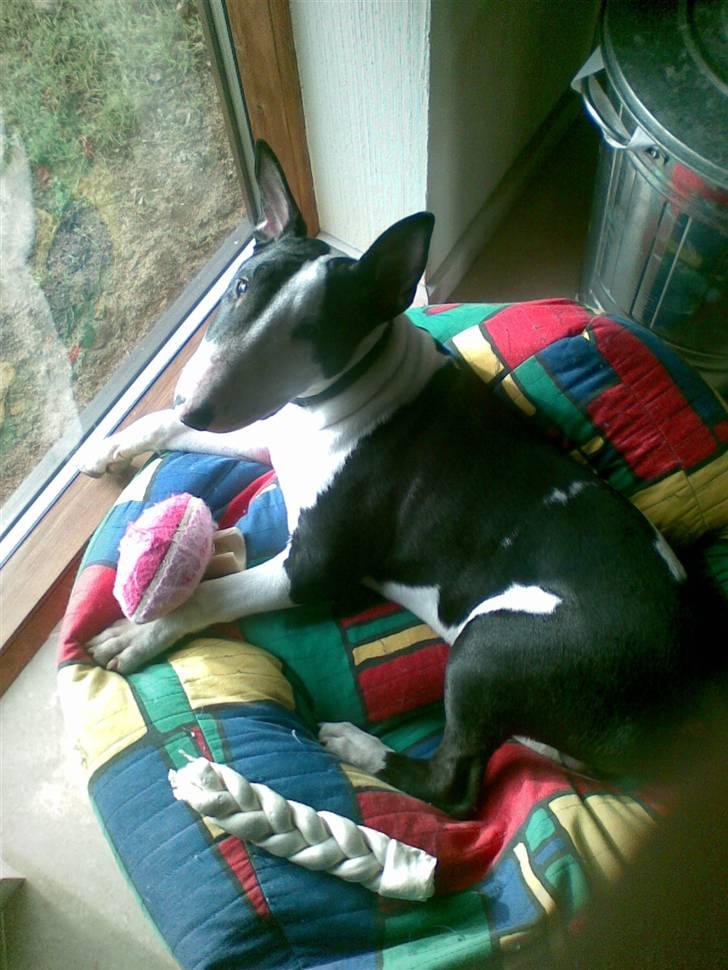 Bullterrier Jazz - Varme solstråler er guld. Måske er der lidt kat over ham... billede 9