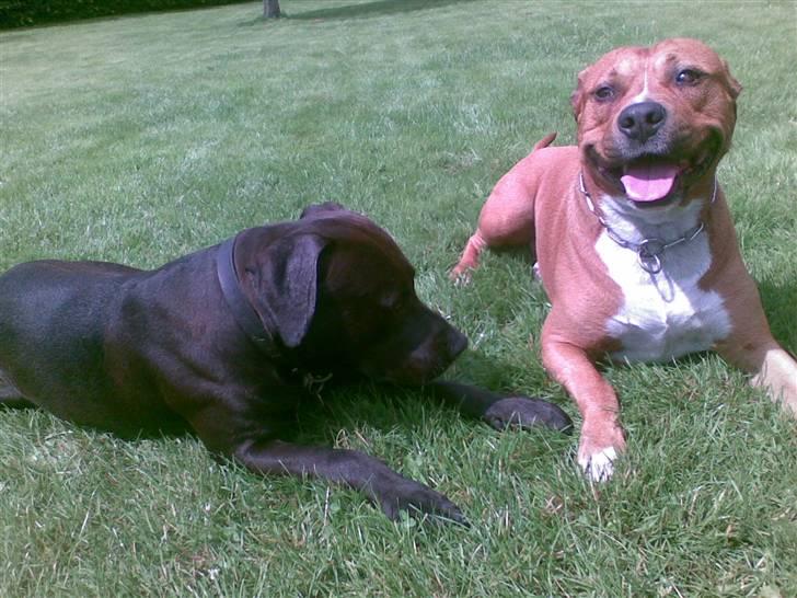 Amerikansk staffordshire terrier anton billede 16