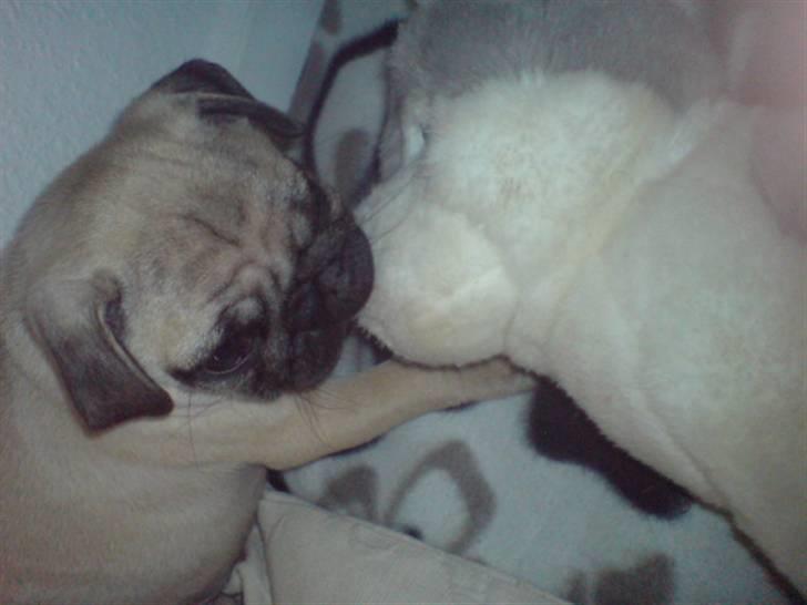 Mops beauty billede 1