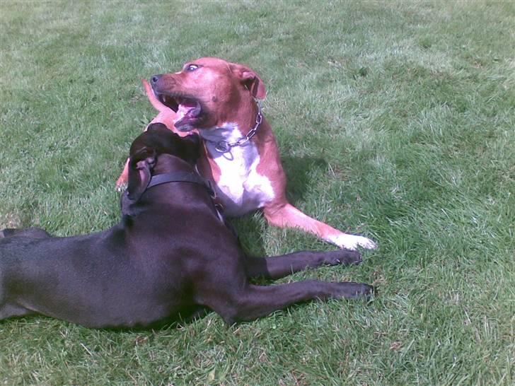 Amerikansk staffordshire terrier anton billede 17