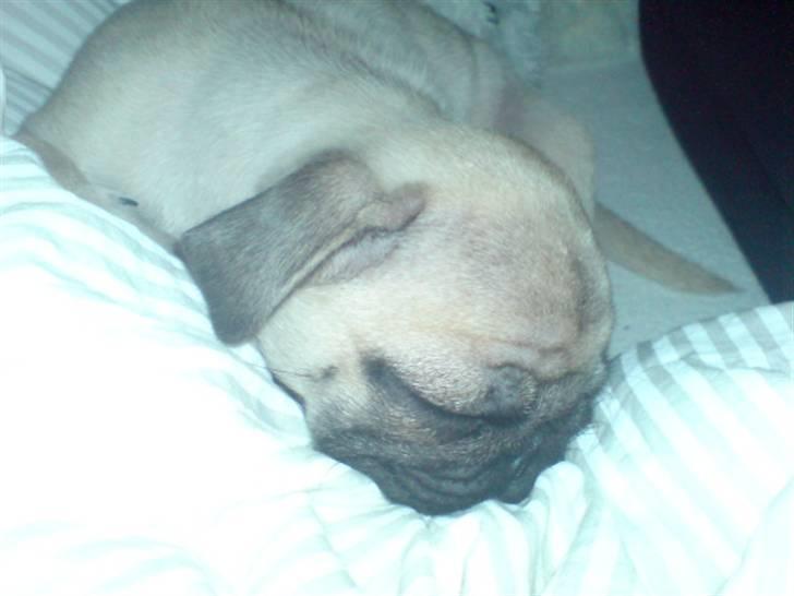 Mops beauty billede 2