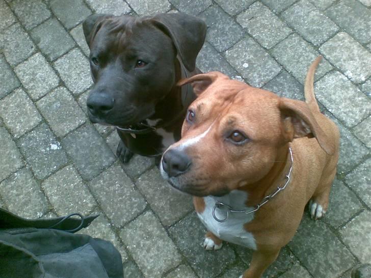 Amerikansk staffordshire terrier anton billede 18