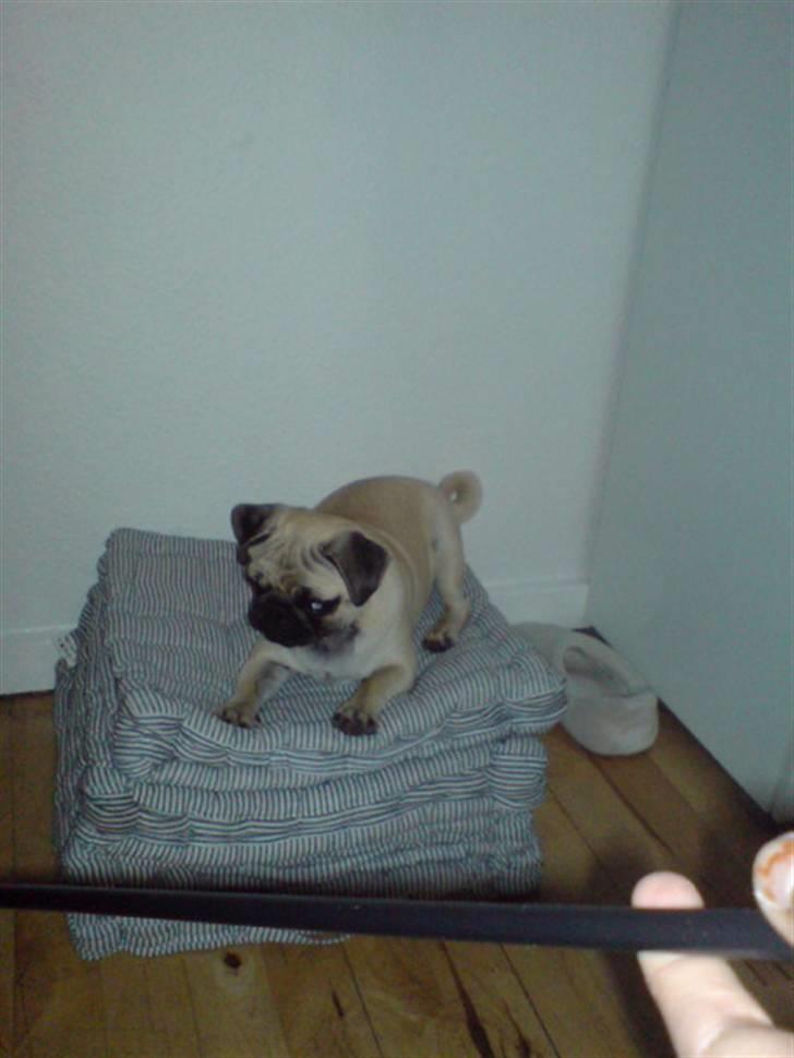 Mops beauty billede 3