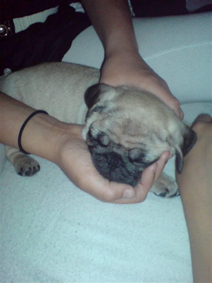 Mops beauty billede 4