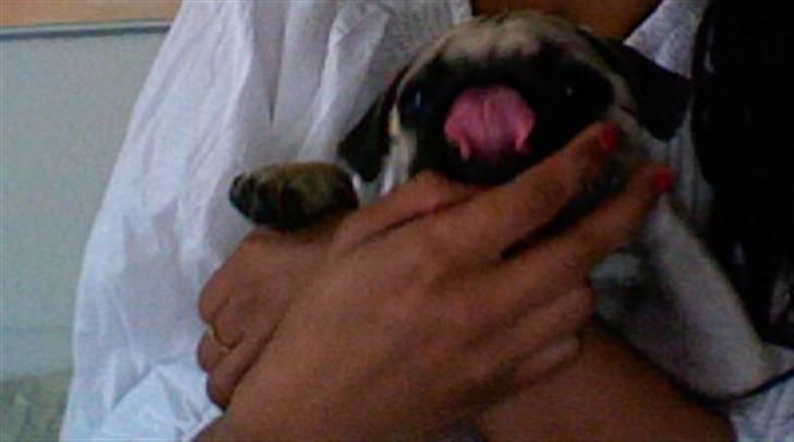 Mops beauty billede 5