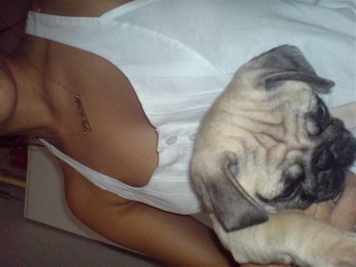 Mops beauty billede 7