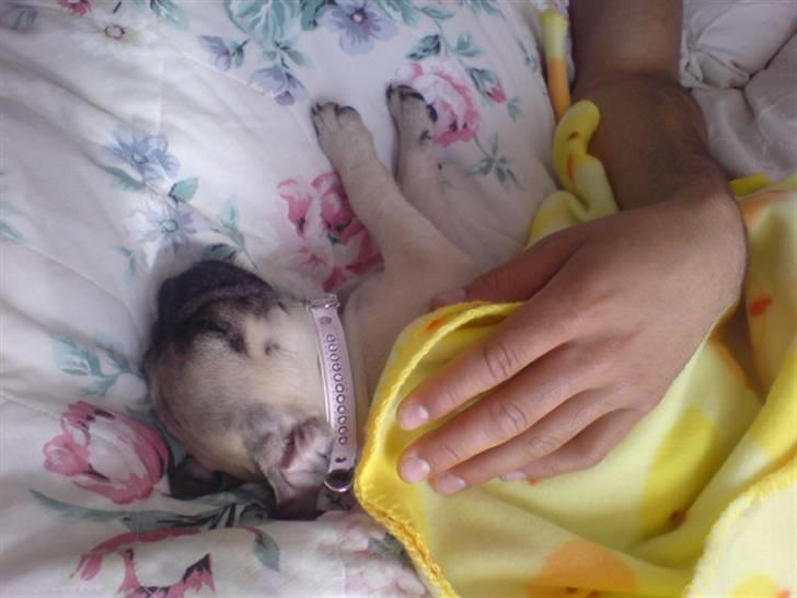 Mops beauty billede 8