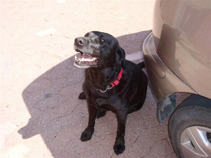 Labrador retriever Sisse billede 12