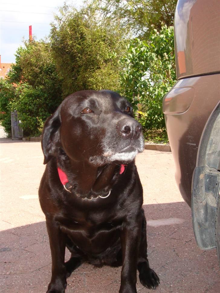 Labrador retriever Sisse billede 13