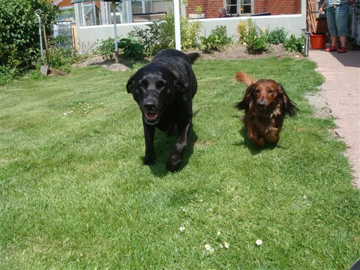 Labrador retriever Sisse billede 14