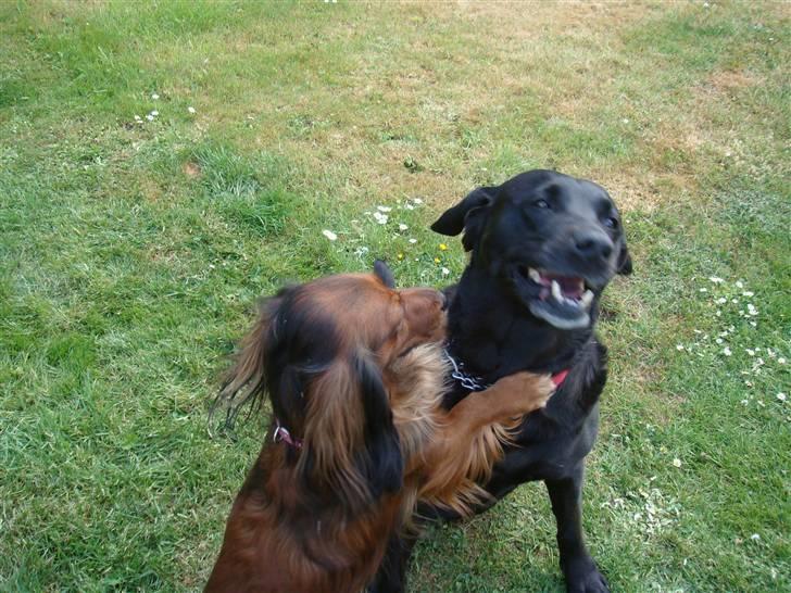 Labrador retriever Sisse billede 15