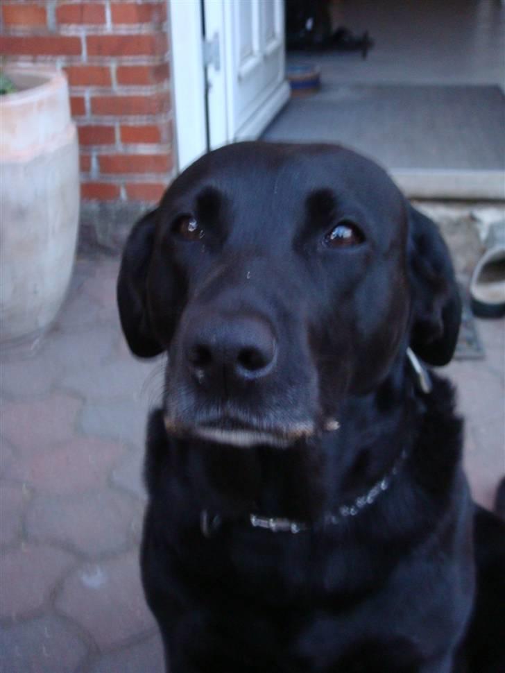 Labrador retriever Sisse billede 16