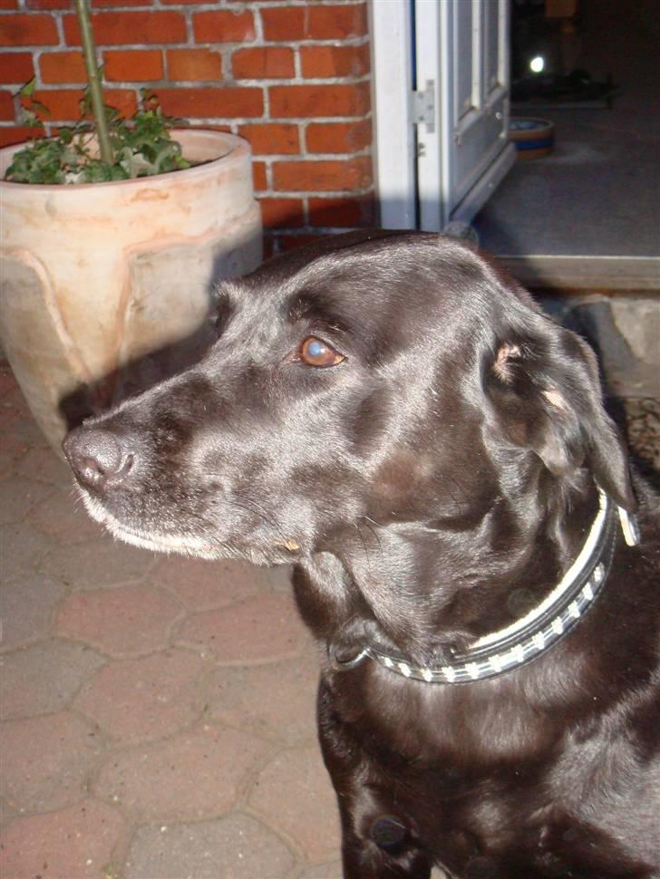 Labrador retriever Sisse billede 17