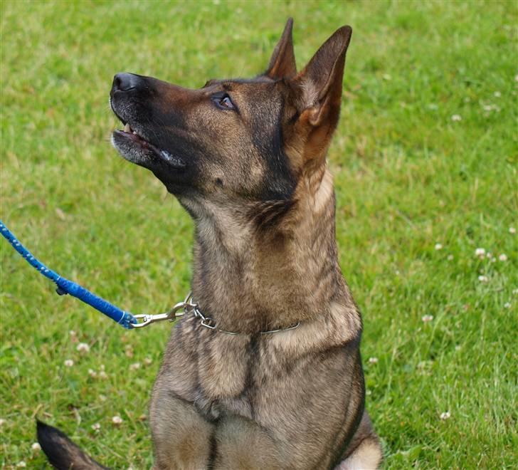 Schæferhund Dj'appes Ippe R.I.P. billede 1