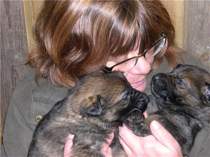 Schæferhund Dj'appes Ippe R.I.P. - min nye guldklump billede 2