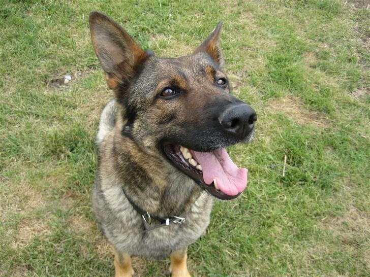 Schæferhund Dj'appes Ippe R.I.P. billede 3