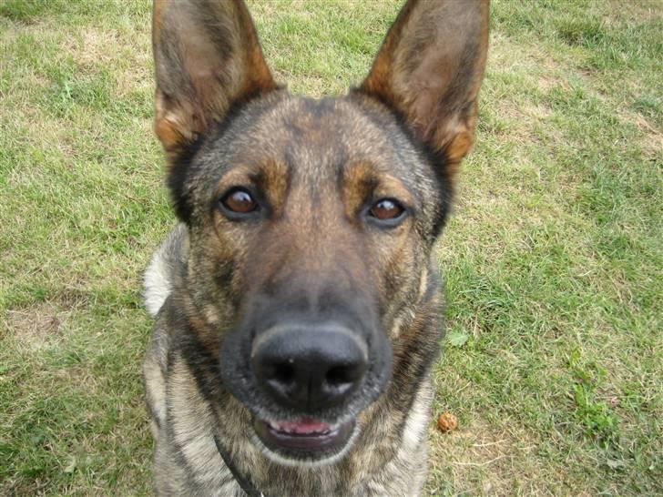 Schæferhund Dj'appes Ippe R.I.P. billede 4