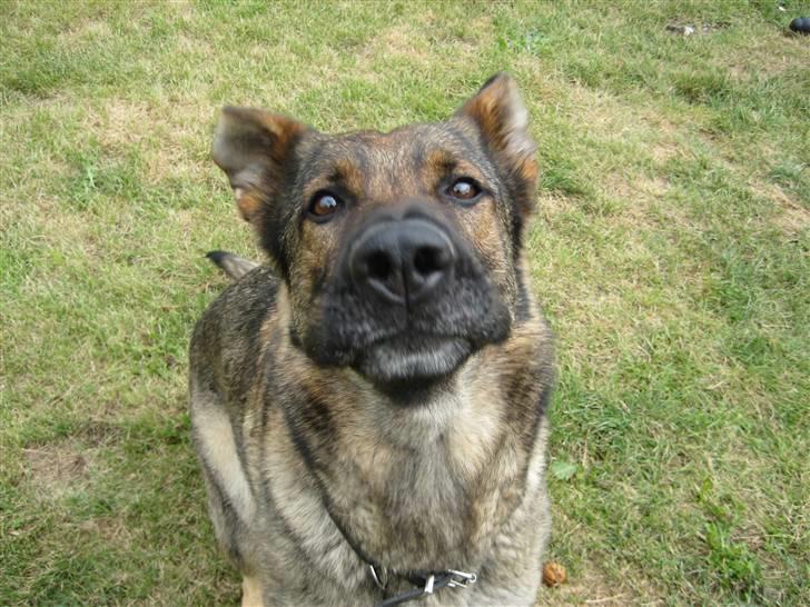 Schæferhund Dj'appes Ippe R.I.P. - nu nu kommer der et VOV :-) billede 5