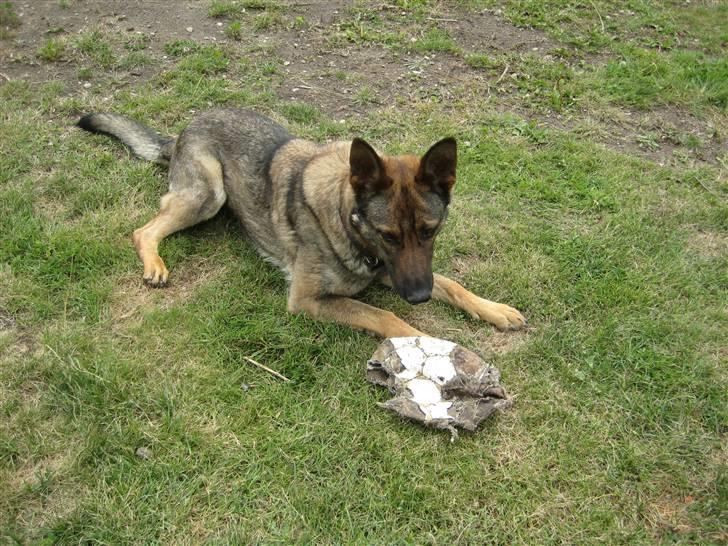 Schæferhund Dj'appes Ippe R.I.P. - Min bold og kun min billede 6