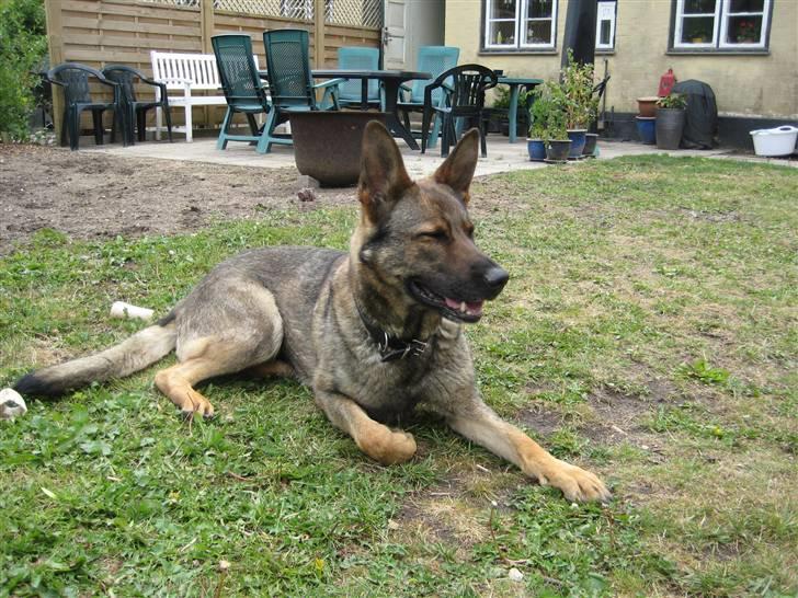 Schæferhund Dj'appes Ippe R.I.P. - lige en lille skraber ..... billede 7