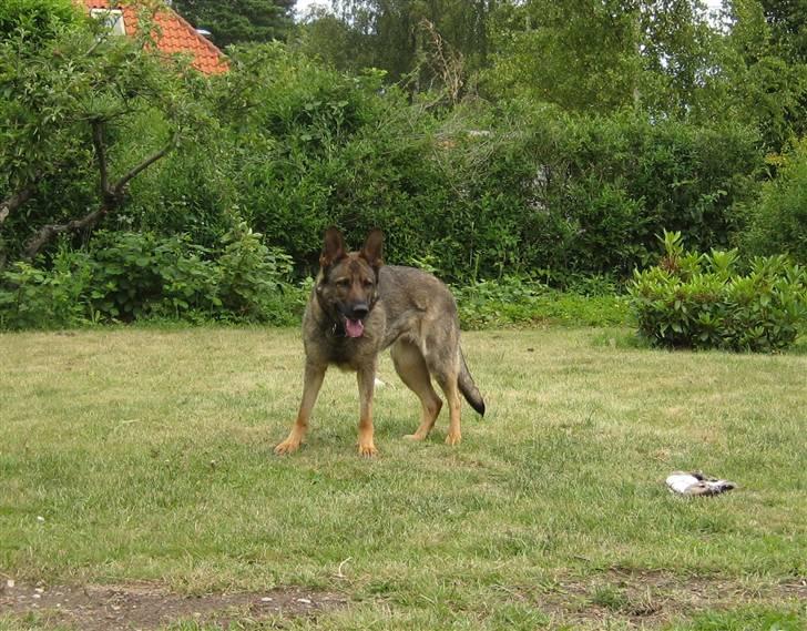 Schæferhund Dj'appes Ippe R.I.P. billede 8