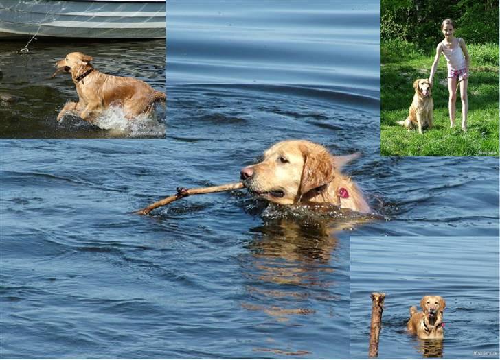 Golden retriever Fanny - Nogle forskellige billeder af Fanny ved Kilen :)  billede 11