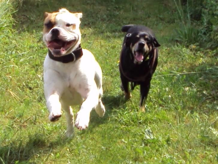 Blanding af racer SIGURD himmel hund ?? - stor dreng billede 1