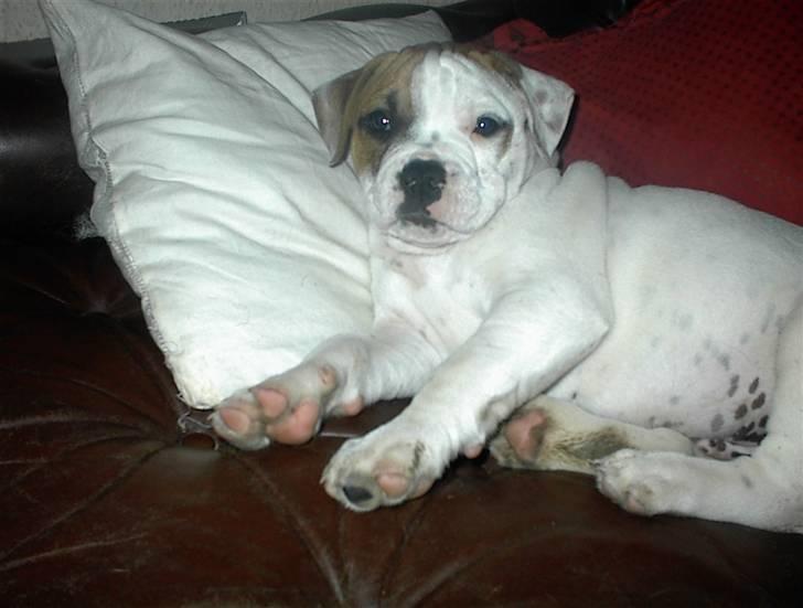 Blanding af racer SIGURD himmel hund ?? billede 2