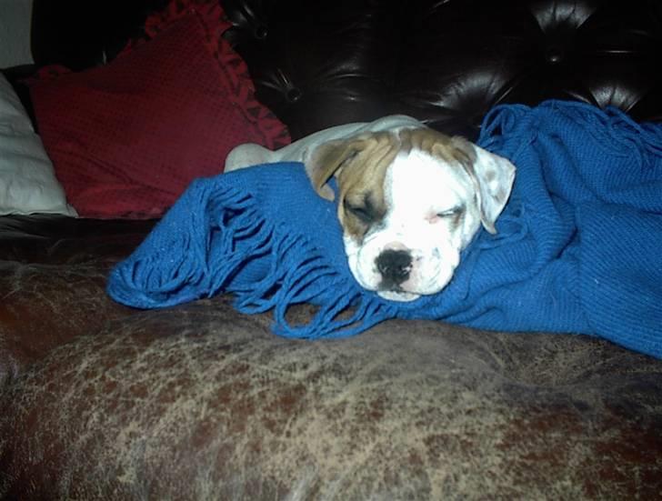 Blanding af racer SIGURD himmel hund ?? billede 3