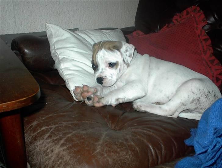 Blanding af racer SIGURD himmel hund ?? billede 4